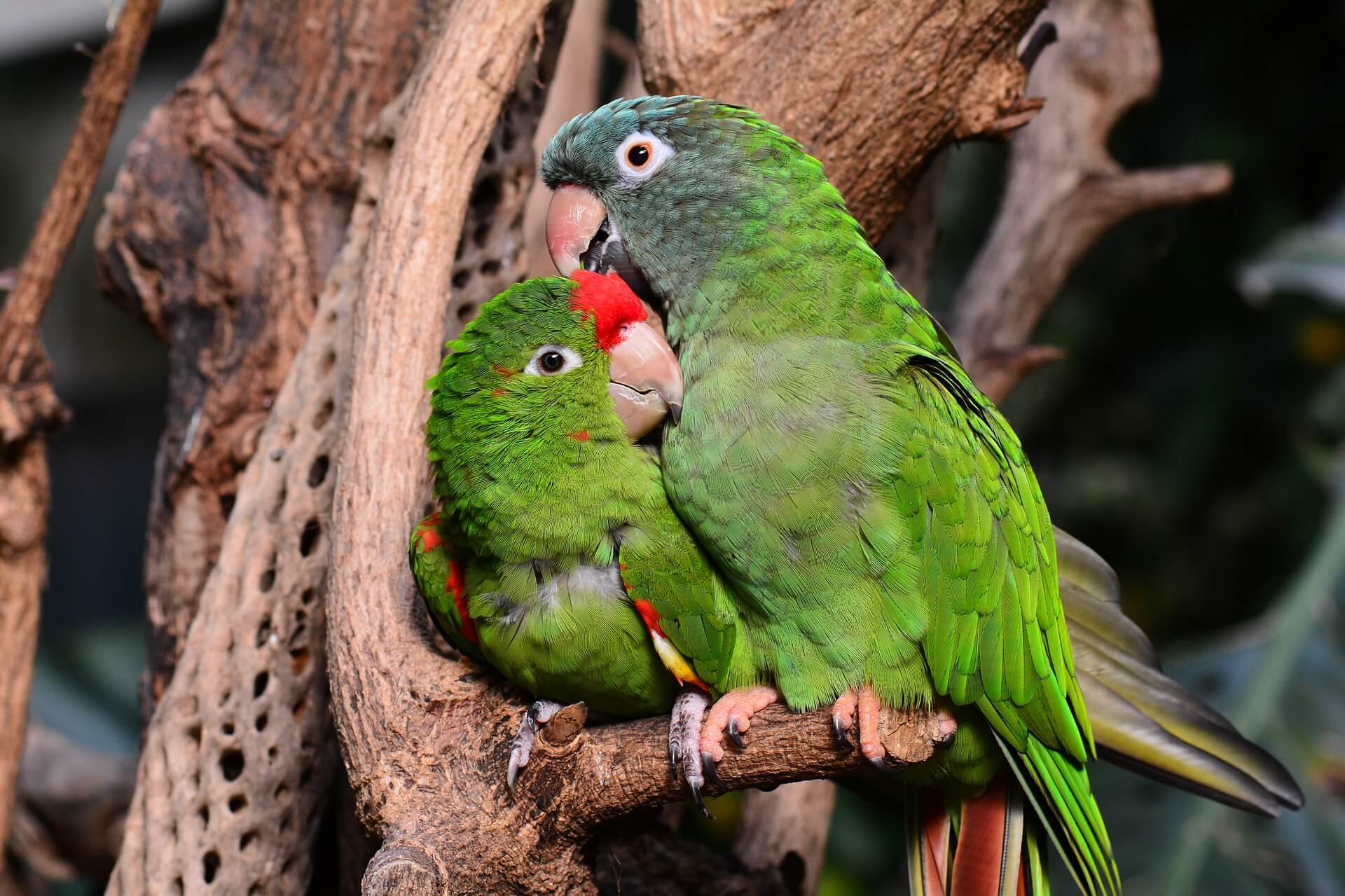 especies de aves más comunes como ave de compañía y sus características